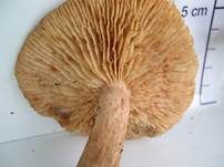 Bärtiger Ritterling, Foto 24