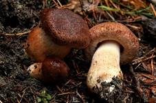 Bärtiger Ritterling, Foto 8