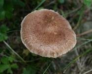 Bärtiger Ritterling, Foto 11