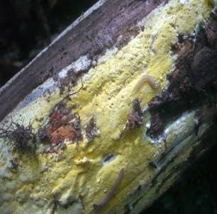 Gelbe Braunfäuletramete, Foto 4