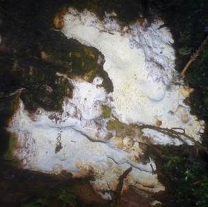Gelbe Braunfäuletramete, Foto 5