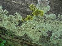 Gelbe Laubflechte, Foto 12
