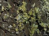 Gelbe Laubflechte, Foto 8