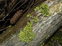 Gelbe Laubflechte, Foto 11