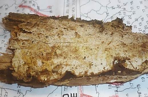 Gelber Spinnwebenartiger Rindenpilz, Foto 2