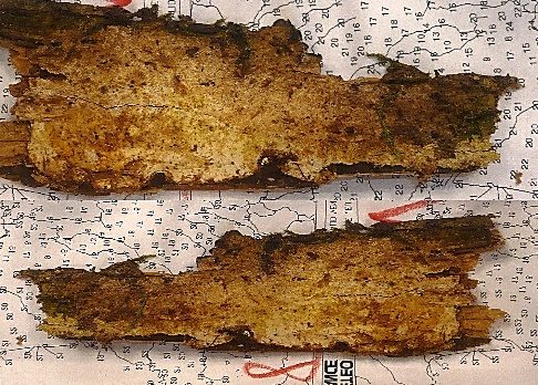 Gelber Spinnwebenartiger Rindenpilz, Foto 3