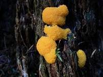 Gelber Eierschleimpilz, Foto 27