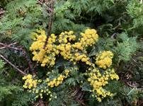 Gelber Eierschleimpilz, Foto 29