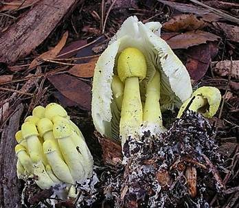 Gelber Faltenschirmling, Foto 3
