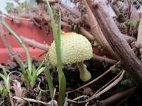 Gelber Faltenschirmling, Foto 15