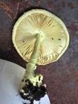Gelber Faltenschirmling, Foto 18