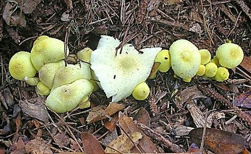 Gelber Faltenschirmling, Foto 4