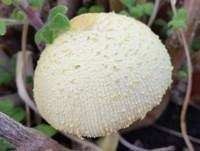 Gelber Faltenschirmling, Foto 23