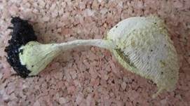 Gelber Faltenschirmling, Foto 24