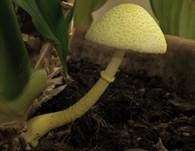 Gelber Faltenschirmling, Foto 6