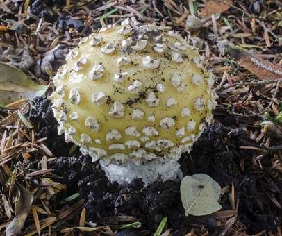 Gelber Fliegenpilz, Foto 5