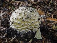Gelber Fliegenpilz, Foto 8