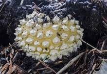 Gelber Fliegenpilz, Foto 11
