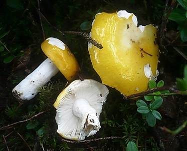 Gelber Graustieltäubling, Foto 3