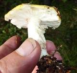 Gelber Graustieltäubling, Foto 12