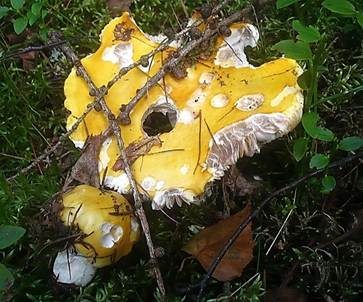 Gelber Graustieltäubling, Foto 4