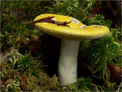 Gelber Graustieltäubling, Foto 5
