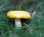 Gelber Graustieltäubling, Foto 8