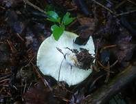 Gelber Graustieltäubling, Foto 11