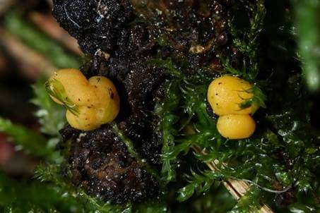 Gelber Jochkugelpilz, Foto 2