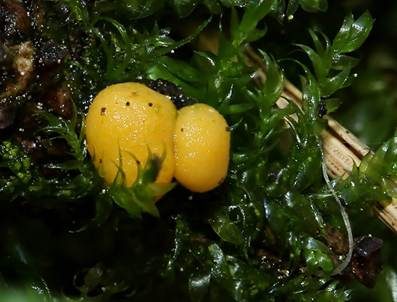 Gelber Jochkugelpilz, Foto 4