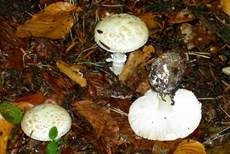 Gelber Knollenblätterpilz, Foto 43