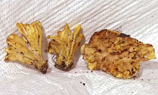 Gelber Kreiselblätterpilz, Foto 2