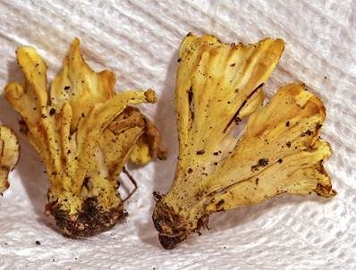 Gelber Kreiselblätterpilz, Foto 3