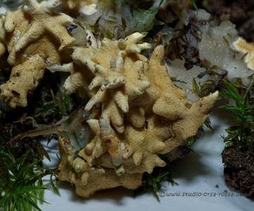 Gelber Krustenpilz, Foto 2
