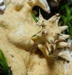 Gelber Krustenpilz, Foto 14