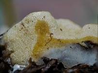 Gelber Krustenpilz, Foto 17