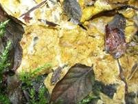 Gelber Krustenpilz, Foto 22