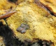 Gelber Krustenpilz, Foto 23