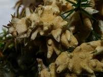 Gelber Krustenpilz, Foto 7