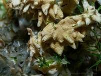 Gelber Krustenpilz, Foto 8