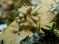 Gelber Krustenpilz, Foto 11