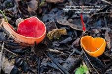 Gelber Prachtbecherling, Foto 7