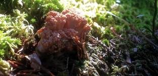 Bauchweh-Koralle, Foto 9