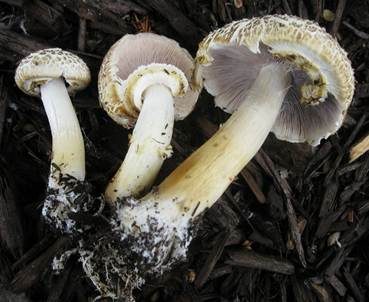 Gelber Riesenträuschling, Foto 2