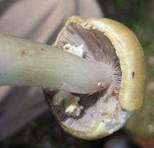 Gelber Riesenträuschling, Foto 3