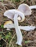 Gelber Riesenträuschling, Foto 14