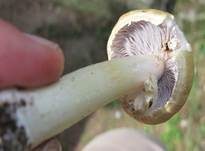 Gelber Riesenträuschling, Foto 16