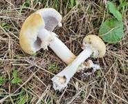 Gelber Riesenträuschling, Foto 17