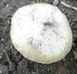 Gelber Riesenträuschling, Foto 20