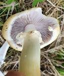 Gelber Riesenträuschling, Foto 21